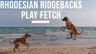 Rhodesian Ridgebacks Playing Fetch