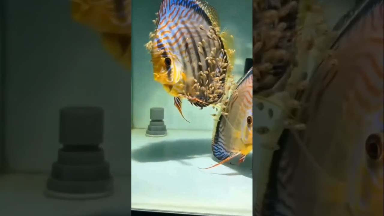 All Discus # Lovers 💕 Fish # Male Mandarin # Dragonet Fish # 🦈🐟🐬 short viral video