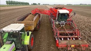 Potato Harvest , Cultivation and Ploughing | 2x Claas Xerion - Dewulf Kwatro | akkerbouwbedrijf NIVU
