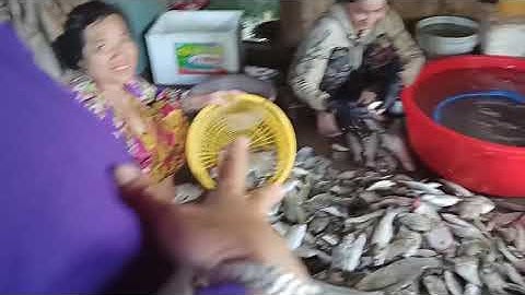 THUỐC CÁ TRONG VUÔNG TÔM BẮT CÁ MỎI CẢ TAY || DÂN CÂU ĐỒ LÍNH || TRẢI NGHIỆM