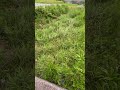 熊に襲われました。ガチで怖かった。 #shorts