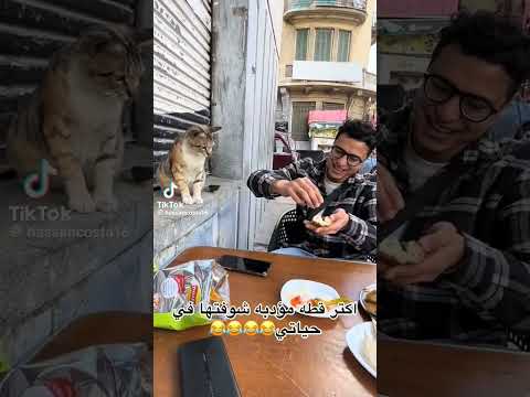 اكتر قطه مؤدبه معلم خليك شواف يا معلم اكسبلور ترندات تيك توك  تفاعلو ضحك اشترك لايك