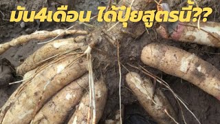 EP:39 การเพิ่มผลผลิตมันสำปะหลังพันธุ์พวงเพชร ระยะ 4 เดือน..ขุดดูหัวมัน เจ้าของสวนยิ้มออกเลยแบบนี้!!