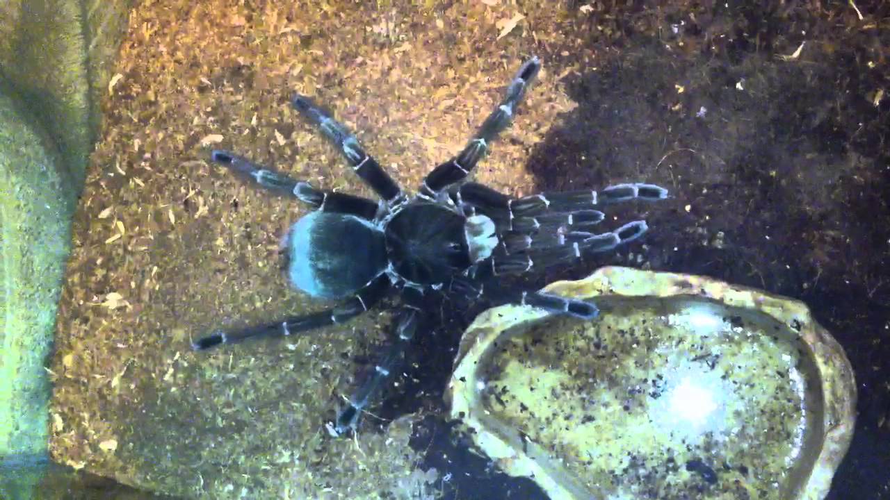 video phone beyonce mp3 T.stirmi Molted 2012