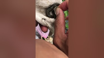 Câu cá quả bằng mồi chạch