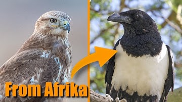 Rarest Birds in the Netherlands | July 2025