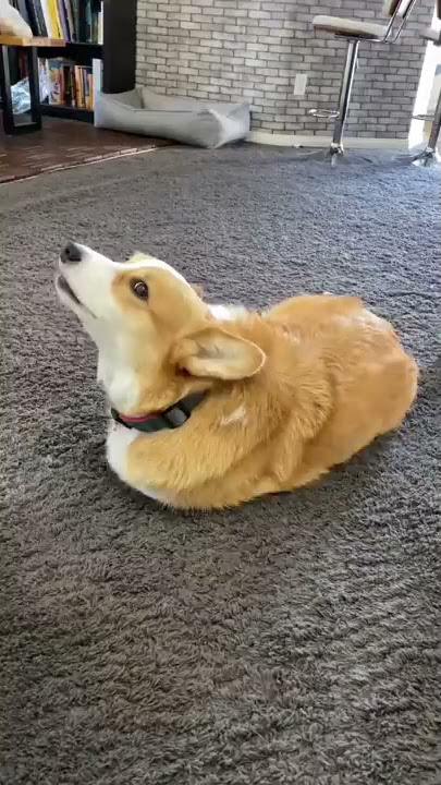 Talking Dog Thinks He is a TOMATO! #shorts #corgi