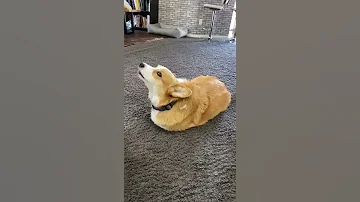 Talking Dog Thinks He Is A TOMATO Shorts Corgi 