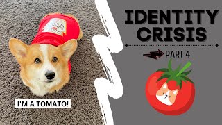 Talking Dog Thinks He is a TOMATO! #shorts #corgi screenshot 4