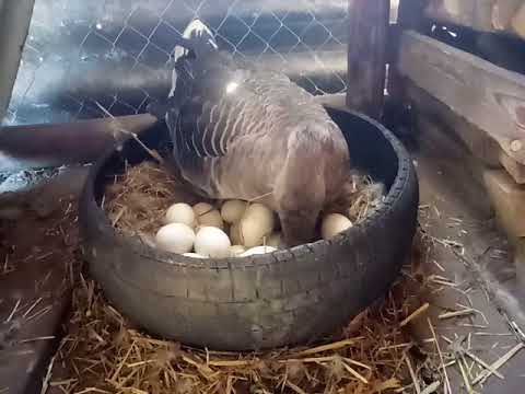 Подкладываем яйца под гусыню.