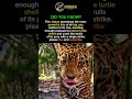 Jaguar: Jungle’s Silent Power 🐆 #apexpredator #wildlife #animals #predatorlore