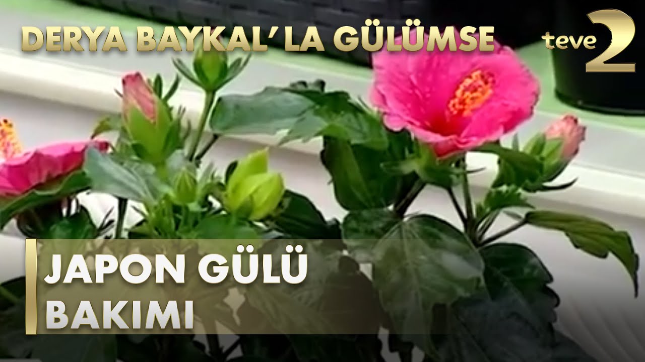 Derya Baykal'la Gülümse : Japon Gülü Bakımı