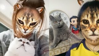 These Cats Don't Know How to React to This Cat Face Filter, The Dodo