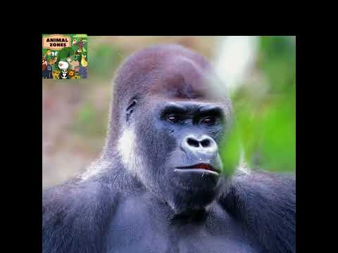 GORILLA SOUNDS | Animal Sounds For Kids | #animals #kids #children #gorilla #gorillatag #gorillas