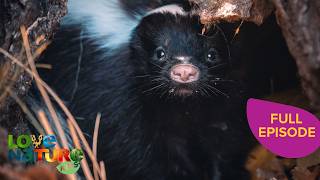 The Smelliest Animals on Earth! | Strange Creatures 101