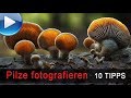 Pilze fotografieren - 10 Tipps!