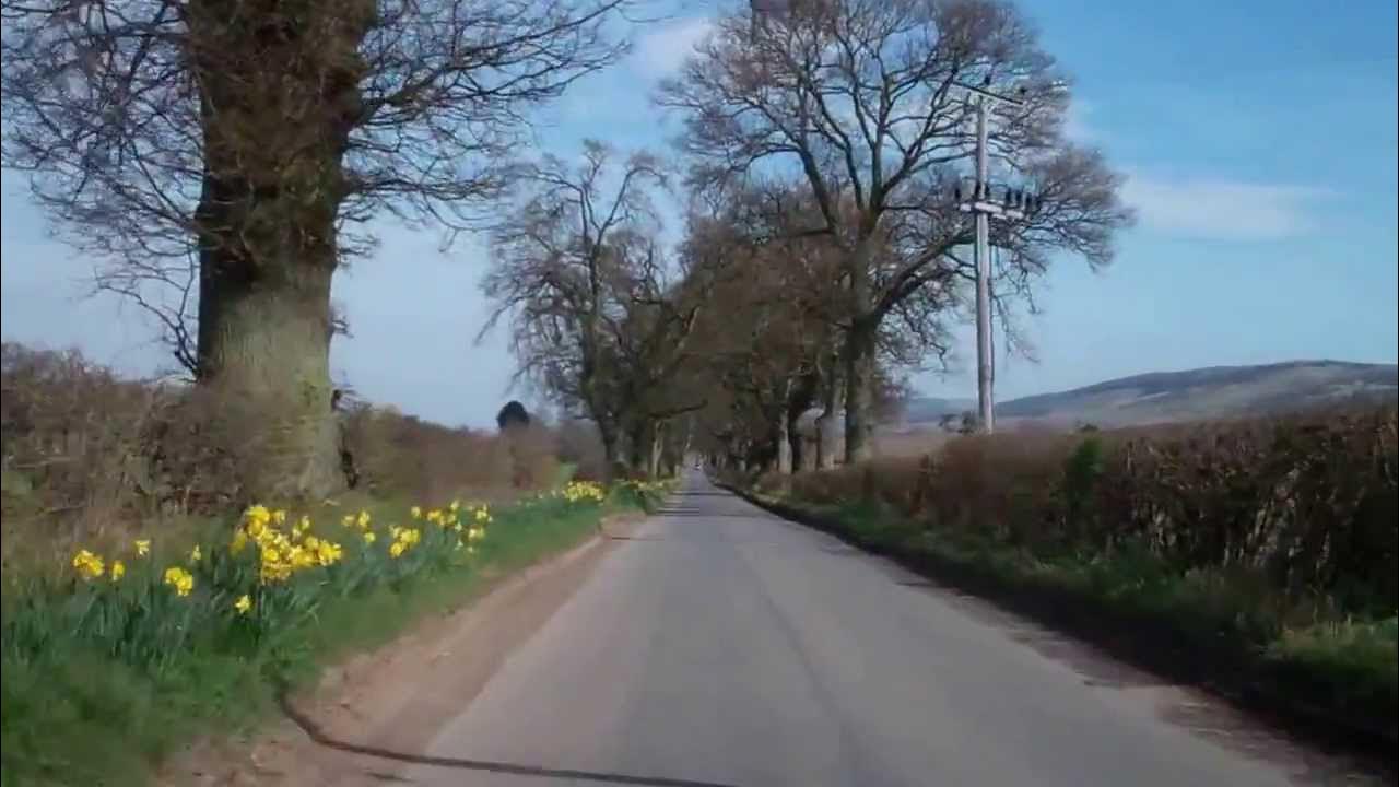 Daffodils Drive Perthshire Scotland March 29th YouTube