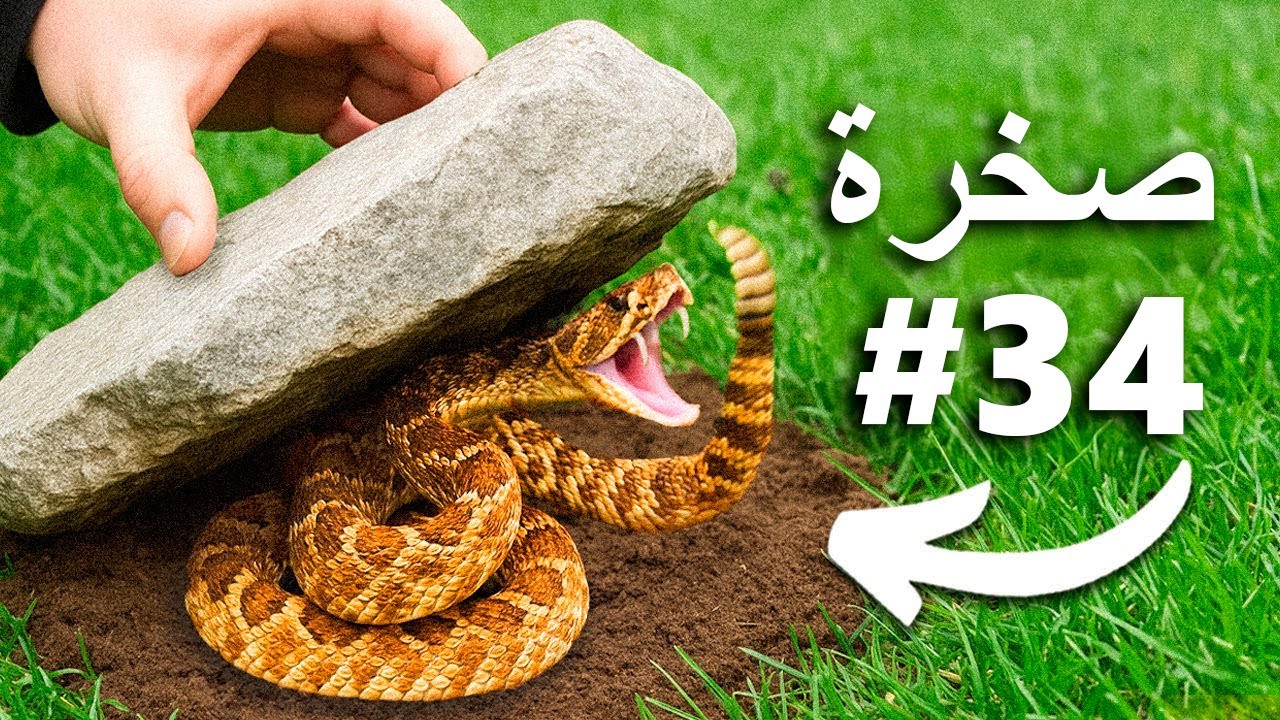 قلبت 100 صخرة، هذا ما وجدته...