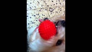 Shmendriks Ball Greeting Sez Hi