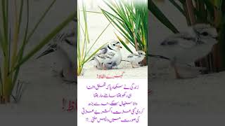 deep words and truth #amazing #foryou #veralvideo #youtubeshorts #officalvideo #youtubechannel
