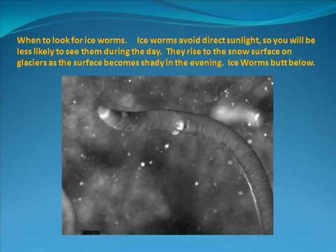 ice worms emerge in pacific northwest glaciers ice worms emerge in pacific northwest glaciers
