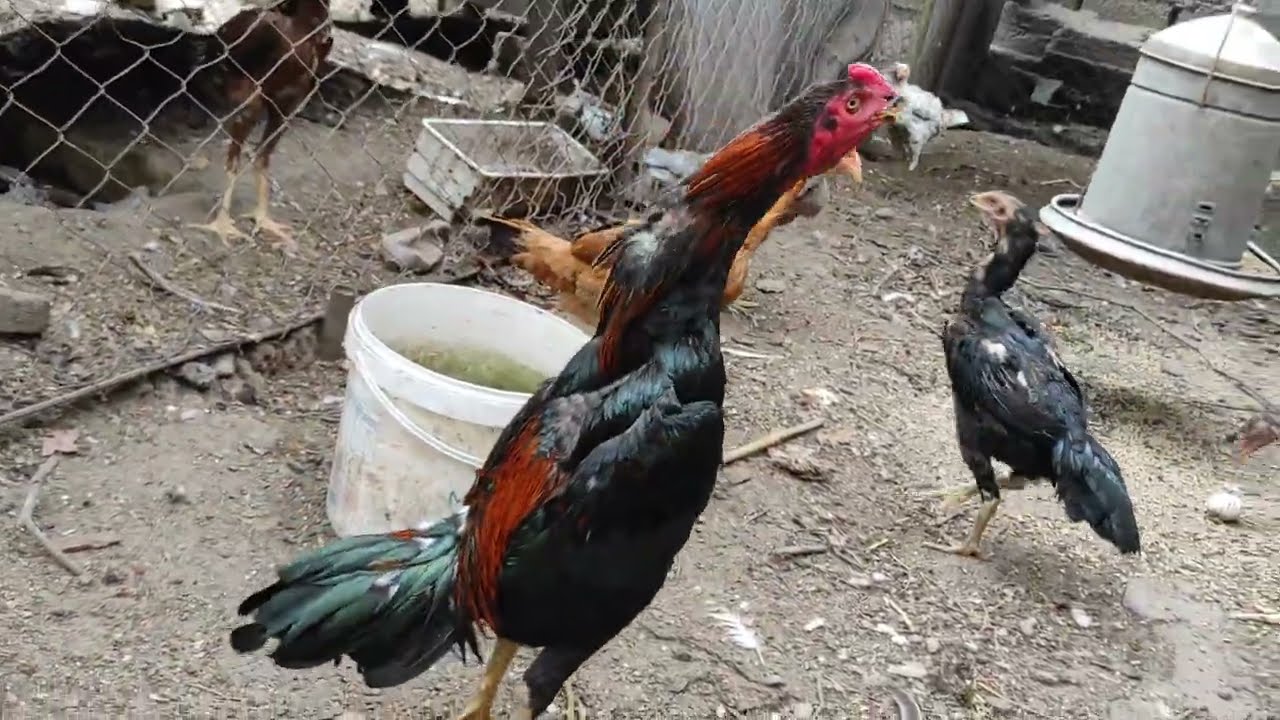 /// TAM YABANCI KAN KÜLLÜLERİMİN SAĞLIKLARI YERİNE GELDİ ///