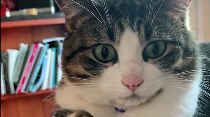 Video 4459541: cute cat show love