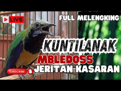 Tembakan Seram Crecetan Gereja Cucak Cungkok Kuntilanak Ciblek Gunung Ngebren |Masteran Burung Juara