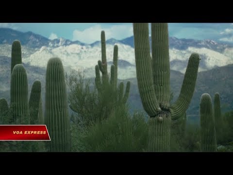 Video: Điều gì đang giết chết cây xương rồng saguaro?