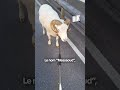 Messaoud VI le bélier de l’armée française