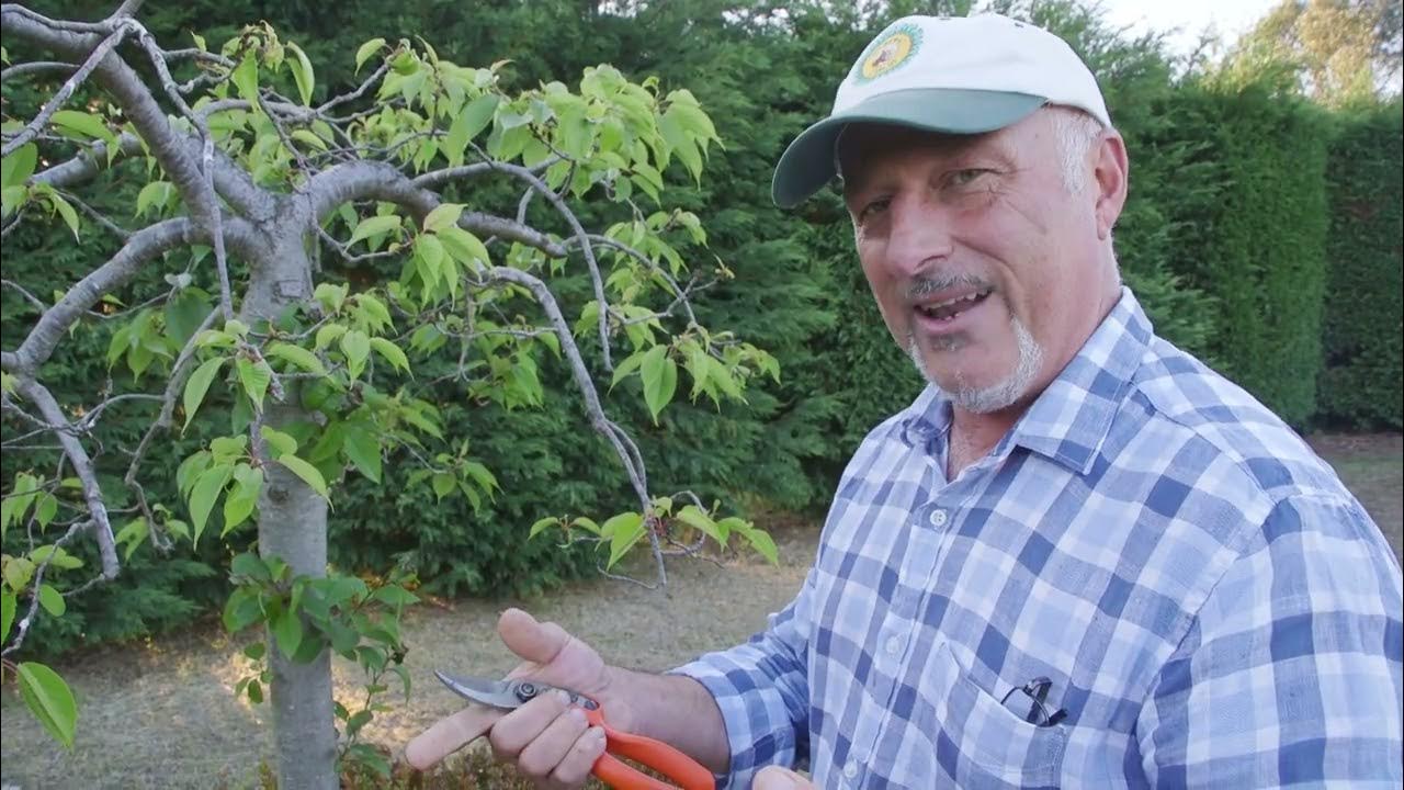 aphids-on-my-weeping-cherry-tree-youtube