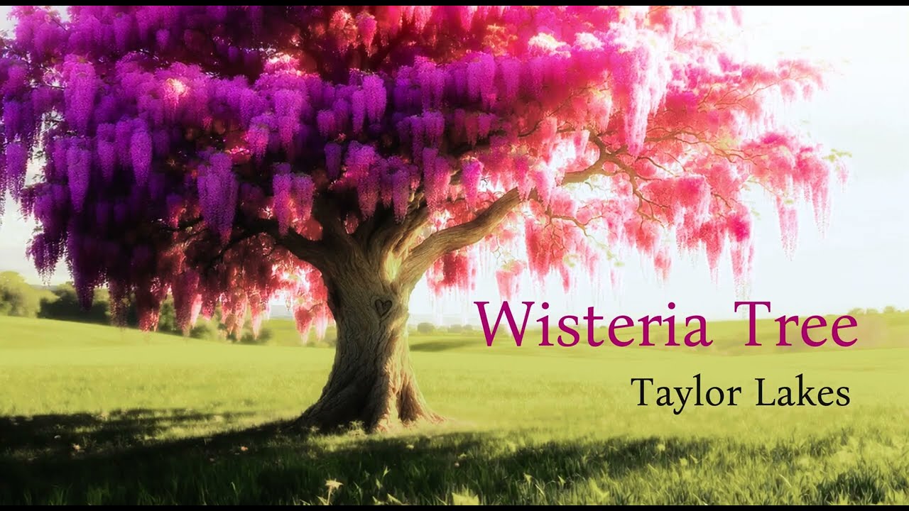 Watch Taylor Lakes - Wisteria Tree (Official Lyric Video) on YouTube Watch Taylor Lakes - Wisteria Tree (Official Lyric Video) on YouTube