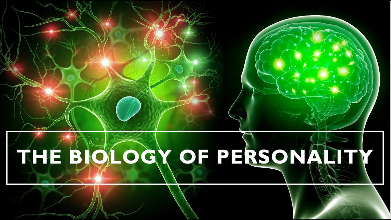 The Biology of Personality - YouTube