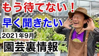 【2021年9月】園芸裏情報解禁します【カーメン君】【園芸】【ガーデニング】【初心者】