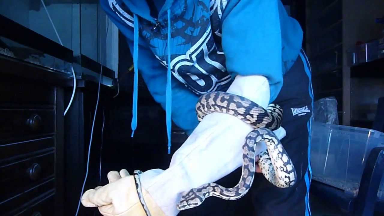 python sleep SnakeHouseBxl - Update 0.1 Morelia Spilota (Ushna)