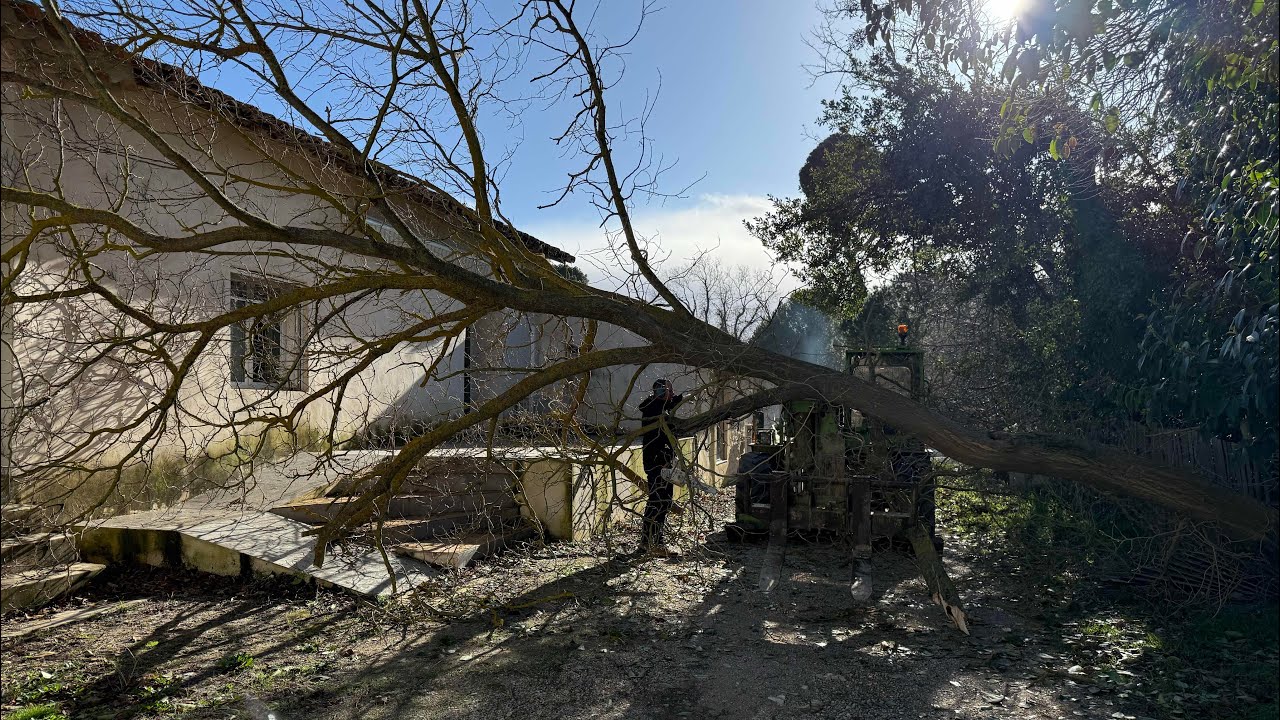 La tempête les arbres sont tombés 