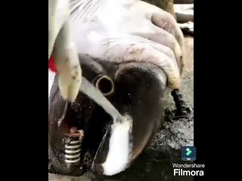 Traitement De Sabo Et Cheveaux 