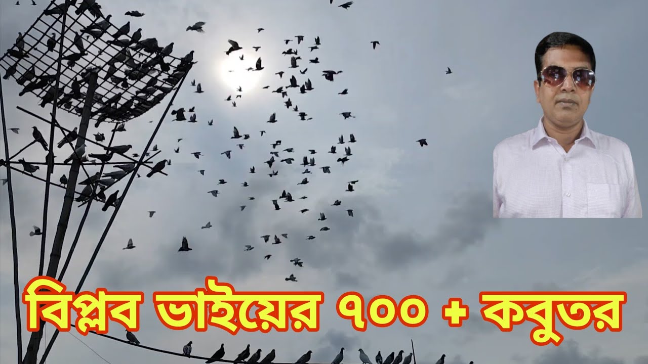৭০০ + কবুতর আকাশে উরানো যার নেশা 