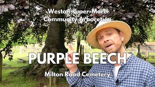 Purple Beech (Fagus sylvatica f. purpurea) in Milton Road Cemetery