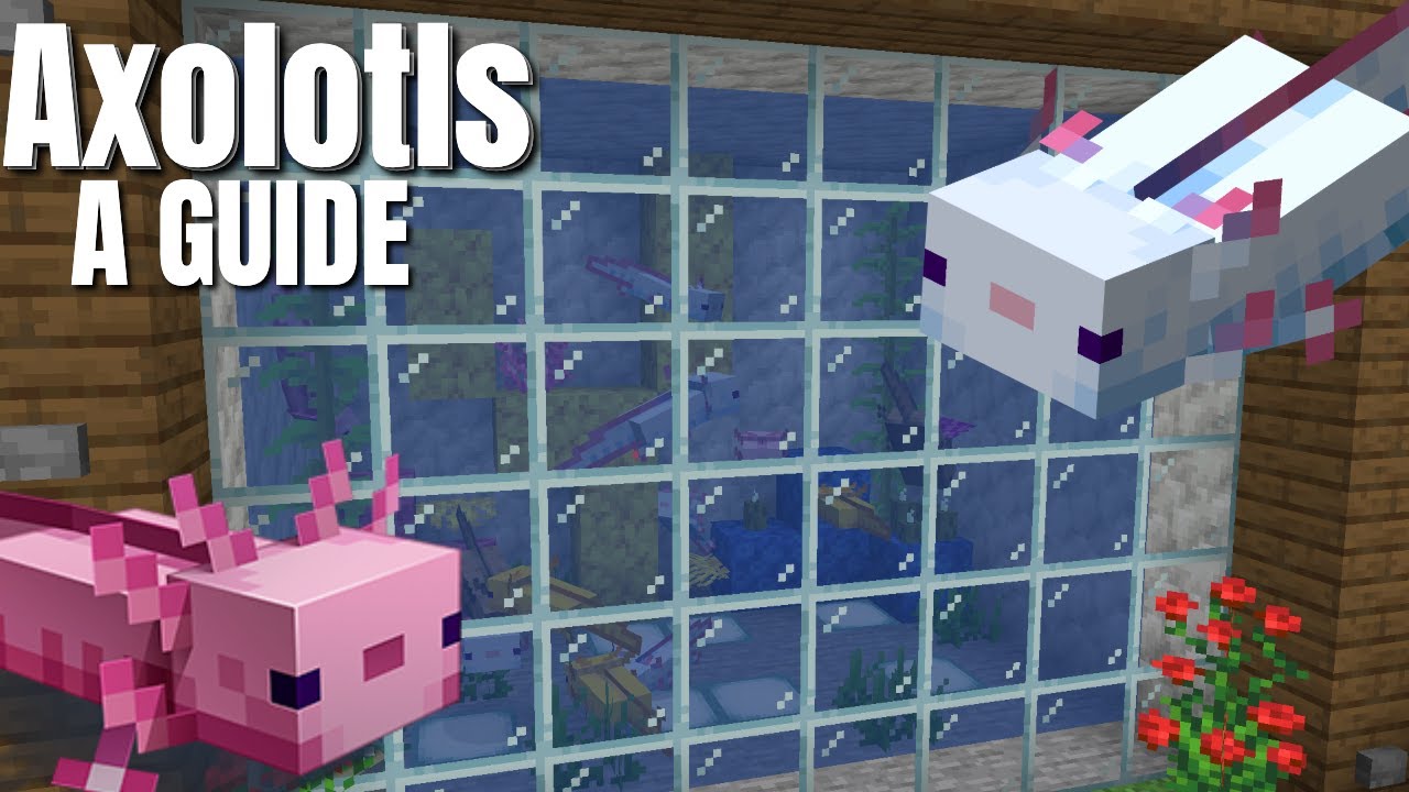 Axolotl Minecraft 117 Everything You Need To Know About Axolotls