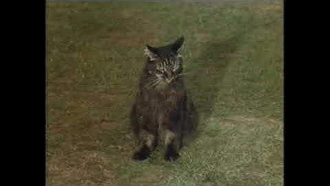 Confuse-a-Cat - Monty Python
