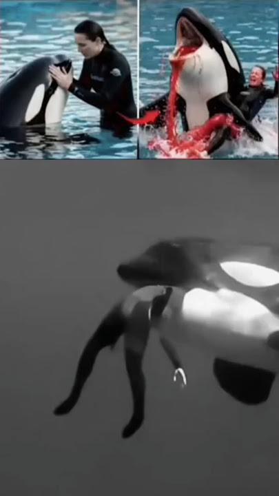 lagi viral pelatih orca jessica radcliffe dan ikan paus