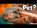 I Got a Pet Dinosaur Stegosaurus... it was a Mistake