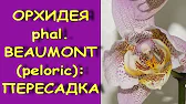 Орхидеи,узамба́рские фиалки,Самара🌺