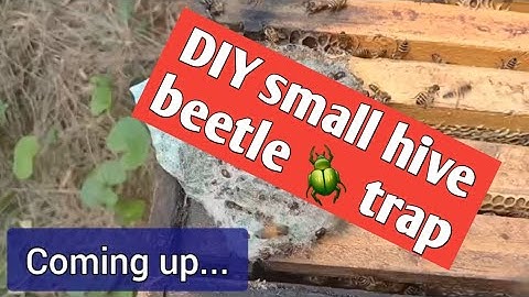 How to make a quick and easy small hive beetle trap! 🪲       #queenbeesa #bushveldbees #beekeeping