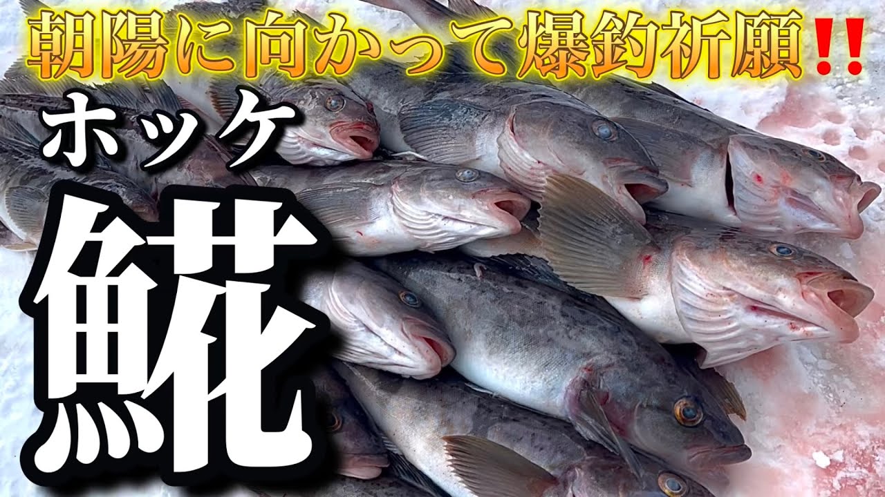 【北海道】【釣り】朝陽に向って爆釣祈願！ホッケ（𩸽）釣行でコラボ！