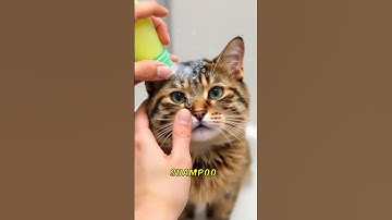 "How to Safely Bathe Your Cat: Ensure a positive experience"