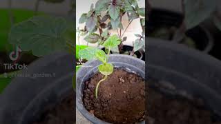 الجزء الثالث من زراعة البطيخ ?❤️❤️