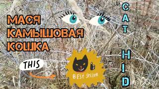 КОШКА МАСЯ СПРЯТАЛАСЬ. ИЩУ КОШКУ The cat Masya hid. I'm looking for a cat. by  CAT HOUSE IN BUCHA 180 views 4 months ago 1 minute, 25 seconds