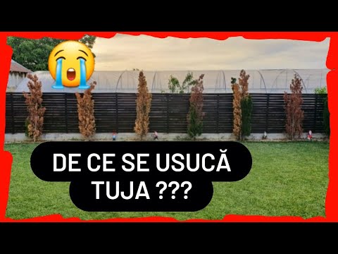 Video: Care este cel mai bun moment pentru a planta conifere?